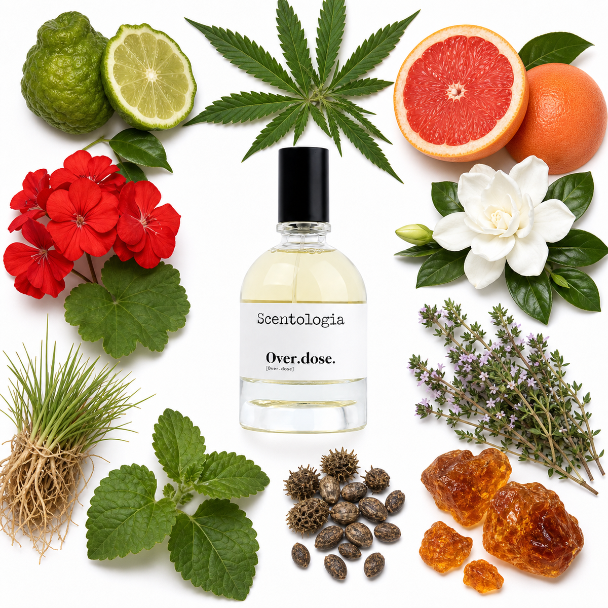 Scentologia Over.dose. Eau de Parfum with scent notes