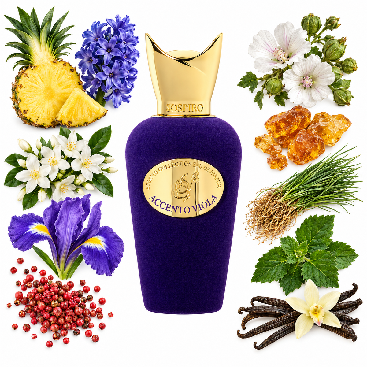 Sospiro Accento Viola Eau de Parfum with scent notes