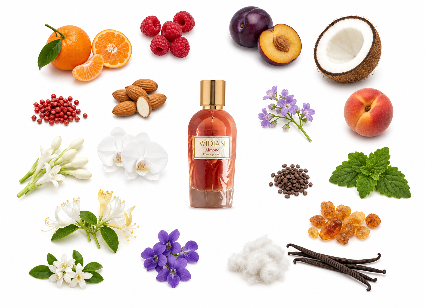 Widian Almond Eau de Parfum with scent notes