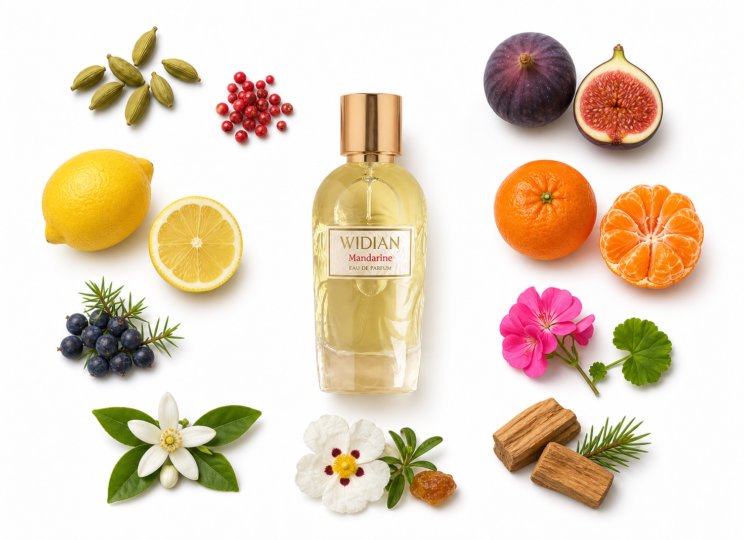 Widian Mandarine Eau de Parfum with scent notes