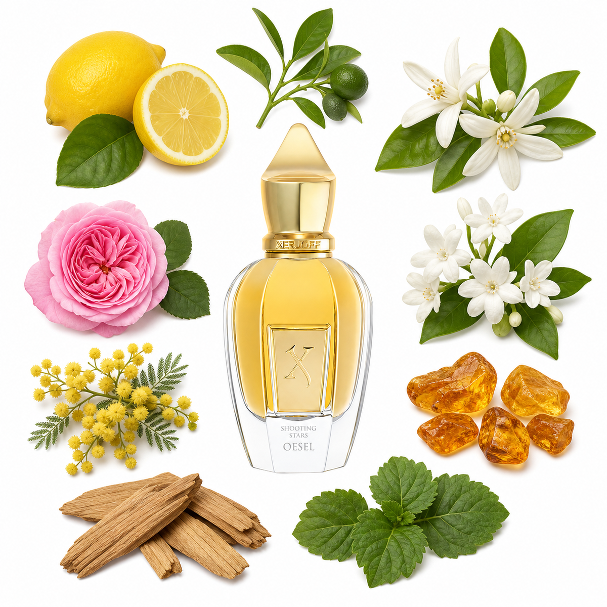 Xerjoff Oesel with scent notes