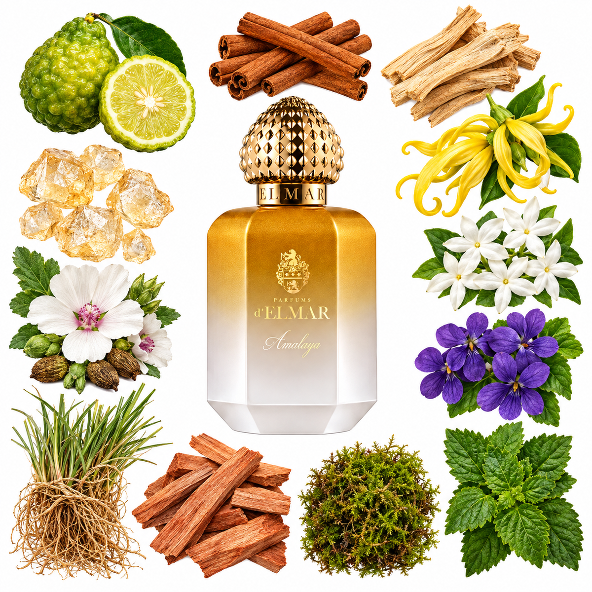 d'Elmar AMALAYA Eau de Parfum with scent notes